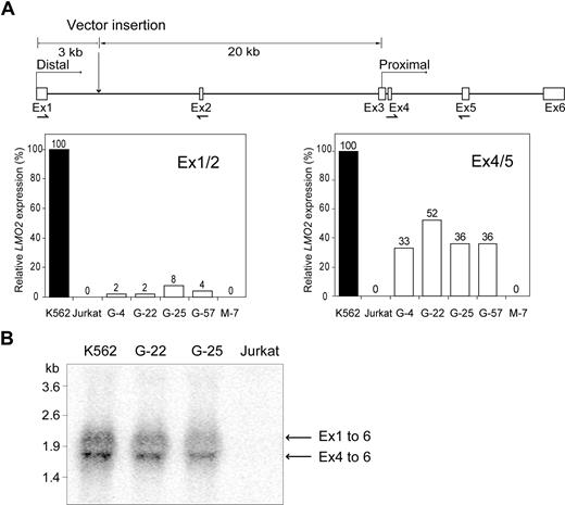 Figure 3. Activation of the distal and proximal LMO2 promoters by the LTR. (A) The origin of the 2 transcripts from human LMO2, both of which encode the same protein, is indicated along with the relative distances of the retroviral insertion site from the 2 transcriptional start sites. The relative LMO2 expression from the 2 promoters was established in several clones using TaqMan Gene Expression Assays. The location of each primer pair is indicated on the diagram. Results are expressed as the percentage of the K562 cell control. (B) Northern blot analysis of RNA from 2 clones having an LTR-GFP insertion (G-22 and G-25) and positive control (K562) and negative control (Jurkat) cells was performed. The transcript from the proximal promoter was more abundant that that from the distal promoter in both clones, consistent with the results obtained with the qRT-PCR analysis in panel A.