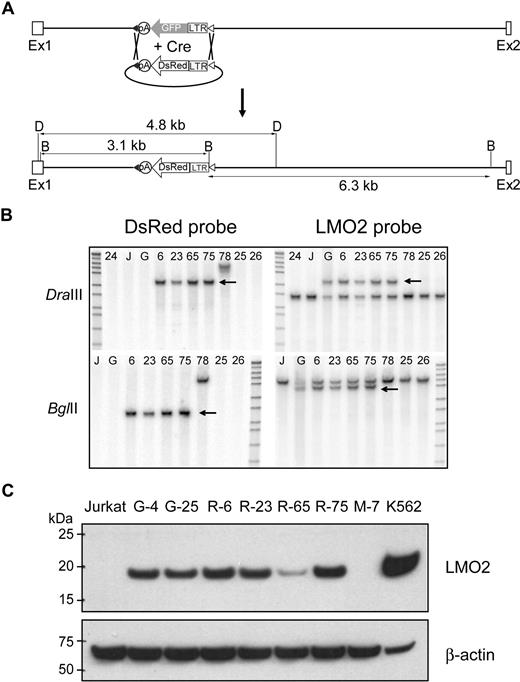 Figure 4. Cre recombinase mediated cassette exchange. (A) Shown is a diagram of the predicted exchange reaction and the size of the resulting restriction enzyme fragments. (B) Southern blot analysis was performed to verify that the cassette-mediated exchange reaction had occurred. Shown are the results of Southern blot analysis of selected clones of DNA digested with DraIII (top) or BglII (bottom) and probed with the DsRed probe (left) or the LMO2 probe (right). The arrow marks the position of the predicted band with each probe. G is the original LTR-GFP clone, and 24, 25, and 26 are clones in which the LTR-GFP has been excised without insertion of the LTR-DsRed cassette. (C) Western blot analysis of proteins extracted from selected clones containing the LTR-GFP cassette (G-4 and G-25) or the DsRed cassette (R-6, R-23, R-65, and R-75). An untransduced Jurkat cell clone (M-7) and K562 cells served as negative and positive controls, respectively.