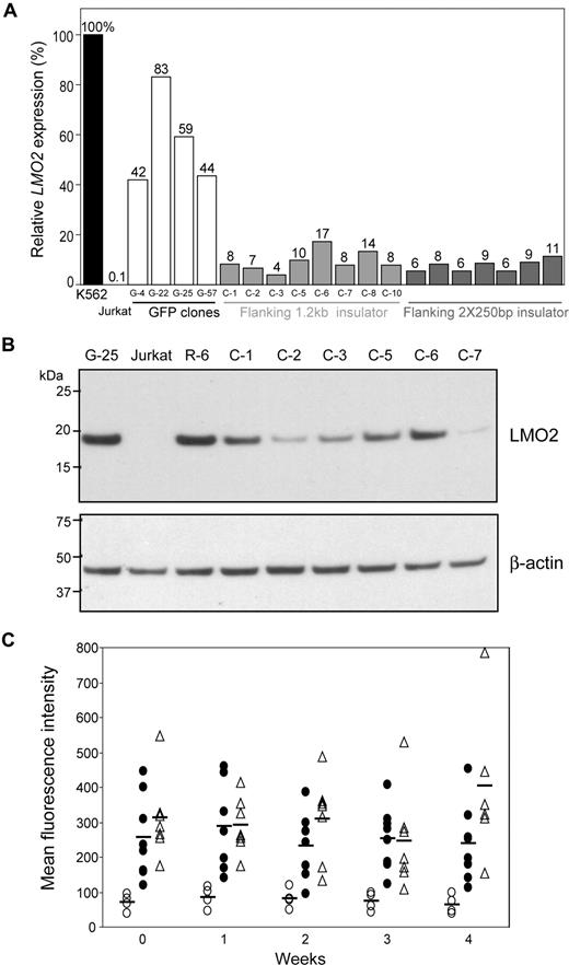 Figure 5. Attenuation of LMO2 activation by a chromatin insulator (cHS4). (A) The R-6 clone was transduced with scAAV-Cre and transfected with a plasmid containing the LTR-GFP cassette flanked by 1.2-kb cHS4 or 2 × 250-bp core insulator fragments, and single cell clones were identified in which cassette exchange had occurred. The relative LMO2 expression in those clones was compared by qRT-PCR. Both flanking insulators reduced LMO2 expression 3- to 15-fold over that observed in clones having the noninsulated LTR-GFP cassette. (B) Western blot confirmed reduction of LMO2 protein expression by flanking insulator fragments in 6 clones in which the 1.2-kb cHS4 insulator flanked the LTR-GFP cassette relative to the G-25 and R-6 clones. Jurkat cells served as a negative control. (C) The relative GFP expression in clones with or without insulator elements flanking the LTR-GFP cassette was compared by FACS each week for 4 weeks. The average MFI of GFP expression in each clone set is represented by a horizontal bar. LTR-GFP cassette (○), LTR-GFP cassette flanked by a 1.2-kb insulator fragment (●), LTR-GFP cassette flanked by 2 × 250-bp core insulator fragments (▵).