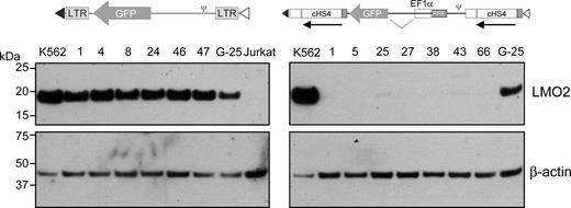 Figure 7. Comparison of a conventional γ-retroviral vector to a SIN lentiviral vector with insulator elements in the LTRs and an internal cellular promoter. The organization of the 2 vectors is shown. Each of the 6 clones having the conventional γ-retroviral vector inserted into the LMO2 gene gave a strong signal on Western blot analysis, whereas only 2 of the 7 clones having the insulated lentiviral vector gave a weak signal on Western blot analysis.