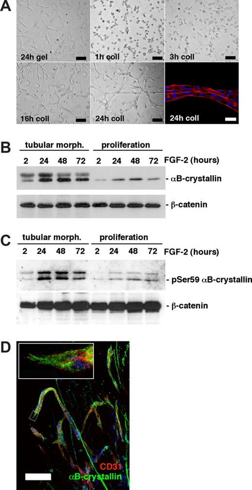 Figure 1. αB-crystallin is up-regulated and phosphorylated during in vitro angiogenesis. (A) Tubular morphogenesis (morph.) of BCE cells cultured in a 3-D collagen (coll) matrix in the presence of 10 ng/mL FGF-2. Black bar = 100 μm. Bottom right panel shows a magnified confocal image of a tubular structure with actin filaments (red) connecting several cells, visualized by nuclear staining (Hoechst 33 342; blue). White bar=20 μm. (B,C) Western blot analyses of αB-crystallin expression (B) and the level of Ser59-phosphorylated αB-crystallin (C) in whole cell lysates of BCE cell monolayers on gelatin (proliferating cells) or 3-D collagen cultures forming tubular structures in the presence of 10 ng/mL FGF-2 (tubular morph.). β-catenin expression was used as a loading control. (D) Immunofluorescence analysis of embryoid bodies cultured in a 3-D collagen matrix in the presence of 30 ng/mL VEGF-A. αB-crystallin (green) was expressed in endothelial sprouts (visualized by α-CD31 staining, red). Bar = 100 μM. The boxed area is shown at higher magnification in the top left corner.