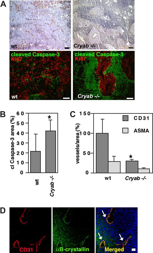 Figure 4. Tumors grown in Cryab−/− mice are less vascularized and show larger areas of apoptosis than tumors from wild-type (wt) mice. (A) Top panels, Immunohistochemistry of representative tumors grown in wild-type (left) or Cryab−/− mice, showing CD31-positive vessels (brown) in viable areas of the tumors and large areas of necrosis/apoptosis (bar = 100 μM). Bottom panels, Immunofluorescent staining of representative tumors from each group showing apoptotic cells expressing cleaved caspase-3 (green) and proliferating cells expressing Ki-67 (red) in viable tumor areas (bar = 100 μm). (B) Quantification of mean cleaved caspase-3–positive area was done by analyzing 4× optical fields spanning all across a middle section of 4 different tumors per group using Easy Image Analysis. Bars represent mean values and SD of cleaved caspase-3−positive area (n = 4; mean ± SD; *P < .05). (C) The number of vessels/area was determined by counting the total number of CD31-positive and ASMA-positive vessels in each tumor by analyzing 10× optical fields spanning all across a middle section of 5 different tumors per group and normalizing relative to tumor area using Easy Image Analysis software. Results are given as percentage of vessels/area compared with wild-type mice, and bars represent mean values and SD (n = 5; mean ± SD; *P < .01). (D) Expression of αB-crystallin (red) was detected in a subset of CD31-positive vessels (green) in tumors grown in wild-type animals. Bar equals 20 μM.