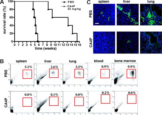 Figure 6. CA4P improves survival of mice that underwent xenotransplantation with human leukemia cells. NOD-SCID mice were intravenously inoculated with GFP+ HL60 cells and 3 days after injection, mice were treated every other day with intraperitoneal injection of CA4P (25 mg/kg) or PBS (control). (A) CA4P prolongs survival of xenotransplanted mice. Survival of mice treated with CA4P was enhanced compared with the control mice (P < .05; n = 5). (B) CA4P decreases leukemic cell circulation in the peripheral blood and engraftment in the bone marrow, spleen, liver, and lung. At 30 days after xenotransplantation of GFP+ HL60 cell injection, the presence of GFP+ HL60 cells in the peripheral blood and the different tissues of the mice was assessed by quantification of double positive GFP and human CD45 cells by flow cytometry. (C) CA4P decreases organ-specific leukemic cell infiltration. On day 30 after inoculation of GFP+ HL60 cells, CA4P-treated mice showed evidence of minor foci of leukemic infiltrates in the liver, but had no evidence of invading leukemic cells in the lung and the spleen. In contrast, control mice had considerable tumor infiltrates in the spleen, liver, and lung. Original magnification, 40×. Scale bar equals 50 μm; percentages in graphs are percent positive cells.