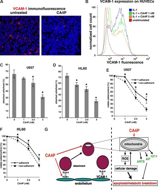 Figure 7. CA4P decreases expression of VCAM-1 in vivo and on HUVECs, and reduces AML adhesion and survival. (A) CA4P decreases VCAM-1 expression in vivo. NOD-SCID mice with subcutaneous HL60 AML tumors were treated with CA4P or PBS (untreated control). Immunofluorescence for VCAM-1 (red staining) shows significantly decreased VCAM-1 expression in CA4P-treated tumors. (B) CA4P prevents up-regulation of VCAM-1 in HUVECs. VCAM-1 expression in IL-1–activated HUVECs, with or without addition of CA4P, was measured by flow cytometry. (C,D) CA4P reduces leukemic cell adhesion to HUVECs. Adhesion of GFP+ U937 (C) and HL60 (D) leukemic cells to IL-1–activated HUVECs treated with various concentrations of CA4P was measured. The number of adherent cells is expressed as a percentage of total leukemic cells and representative of 3 independent experiments performed in triplicate plus or minus SEM (*P < .05 compared with CA4P-untreated control). (E,F) Leukemic cells adherent to HUVECs are more resistant to CA4P. Survival of GFP+ U937 (E) and HL60 (F) leukemic cells cocultured with HUVECs is expressed as a percentage of total cells. Compared are adherent (ie, attached to IL-1β–activated HUVECs) versus nonadherent leukemic cells (ie, cultured with nonactivated HUVECs). Results are representative of 3 independent experiments performed in triplicate plus or minus SEM (*P < .05). (G) Proposed mechanisms for antileukemic activity of CA4P. Right panel: CA4P modulates leukemia-vascular stroma interactions. Leukemic cells adhere to vascular stromal cells expressing VCAM-1, creating a chemoprotected niche. CA4P down-regulates VCAM-1 on vascular stromal cells, leading to decreased adhesion of leukemic cells and increased chemosensitivity. Left panel: CA4P causes leukemic cell death by targeting mitochondria. CA4P causes cell death by disrupting mitochondrial function, leading to accumulation of ROS, which in turn enhance mitochondrial damage and cause cellular damage via free radicals. Proapoptotic mitochondrial membrane proteins are released from the damaged mitochondria, contributing to cell death.