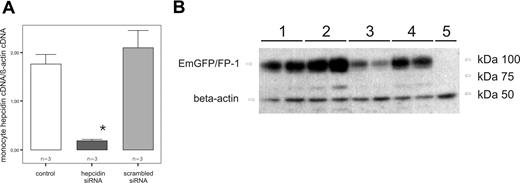 Figure 5. Hepcidin knockdown inhibits ferroportin degradation in vitro. (A) Determination of relative abundance of hepcidin expression in THP-1 cells. Cells were left untreated, as a control, or nucleofected with 3 μg of hepcidin siRNA, or, to exclude unspecific effects, nucleofected with a scrambled siRNA. At 36 hours after nucleofection, the mRNA degradation was monitored by real-time PCR. Data are shown as mean plus or minus SD for relative abundances (*P < .001, THP-1 cells nucleofected with 3 μg of hepcidin siRNA vs THP-1 cells transfected with a scrambled siRNA by Student t test). (B) Western blot of THP-1 cells transfected with EmGFP/FP-1 expression vector (lanes 1–4) or mock transfected (lane 5) as a control. Cells were left untreated (lane 1), cotransfected with hepcidin siRNA (lane 2), treated with LPS (1 μg/mL) for 6 hours (lane 3), or cotransfected with hepcidin siRNA and stimulated with LPS (1 μg/mL) for 6 hours (lane 4). Monocytes were subjected to cell membrane extract preparation and subsequent Western blotting for quantification of EmGFP protein expression. Western blotting for β-actin was used as an internal control. One of 4 representative experiments is shown.