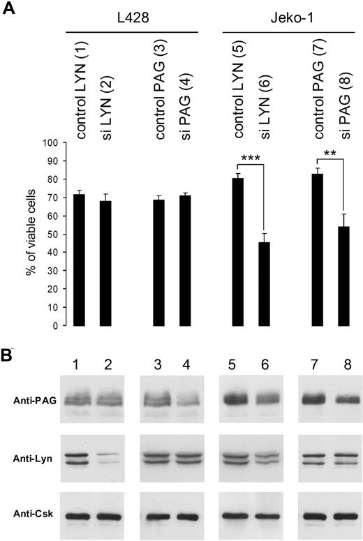 Figure 6. Silencing of Lyn or PAG induces cell death in Jeko-1 (MCL), but not in L428 Hodgkin cells. (A) Viability of L428 and Jeko-1 cells 72 hours after transduction of Lyn or PAG sequences (in Table S1: control Lyn, sequence 3) and siLyn (sequence 2), control PAG (sequence 9), and siPAG (sequence 10), evaluated after ethidium bromide labeling. Statistical analysis was carried out by Student t test (**P < .001; ***P < .0001). (B) Lyn and PAG protein expression was measured by WB with anti-Lyn and anti-PAG MEM255 antibodies. Equivalent loading was verified by anti-Csk WB because the Csk protein is not affected by Lyn or PAG silencing. Intensities of Lyn and PAG bands were measured with ImageQuant. These results are representative of 3 independent silencing experiments.