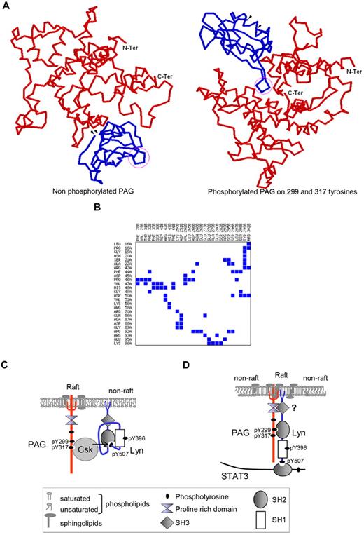 Figure 7. Modeling of the PAG/Lyn SH2 complexes and Lyn, PAG, STAT3, and Csk interactions in lymphoma cell membranes. (A) Binding models of PAG (red) and Lyn SH2 (blue) and the fitting of Lyn SH2 are shown for both nonphosphorylated and phosphorylated (Y299 and Y317) PAG. The orientation of phosphorylated PAG is different from that of nonphosphorylated PAG. The phosphorylated PAG constitutes a best-fitting model. The N- and C-termini of Lyn SH2 (small arrowheads) are facing the nonphosphorylated PAG structure, and SH2 binding to PAG should be affected when the complete Lyn protein interacts with PAG. In contrast, the N- and C-termini of Lyn SH2 (small arrowheads) are facing away from the contact area with the phosphorylated PAG structure, an orientation that is likely not to be affected when the whole Lyn protein interacts with phosphorylated PAG. (B) The residue per residue contact maps show the residues involved in the contact area for phosphorylated PAG. The Lyn residues involved in contacts are shown in the vertical axis and PAG residues on the horizontal axis. Y299 of phosphorylated PAG is shown to make contacts with Pro 18, Gly 19, Asn 20, Ser 21, Ala 22, Arg 42, and Asp 50 of Lyn SH2. The encircled area of Lyn SH2 (Figure 7A) contains Pro 46, Val 47, and His 48 (in a coiled region between 2 β-sheets) that make contacts with different residues of phosphorylated PAG. (C) According to Cary and Cooper,16 Csk docks onto PAG (pY317), phosphorylates Lyn pY507, causing the Lyn SH2 to interact with Lyn pY507 and to form an intramolecular loop, resulting in a Lyn kinase of low catalytic activity. (D) In the raft-based “signalosome” of B-NHLs, the acylated Lyn kinase and the transmembrane PAG are both inserted in rafts. Modular interactions through Lyn SH2 and SH3 further stabilize the Lyn/PAG signalosome. The SH2 of Lyn is not interacting with its regulatory, C-terminal pY507 (intramolecular interaction), but instead with a cleft in PAG containing pY299. The Lyn C-terminal pYQQQ could also be recognized by STAT3 SH2, an interaction that further limits the possibility of intramolecular binding to Lyn SH2. PAG is phosphotyrosylated by Lyn at least at Y299 and Y317, and Lyn autophosphorylates at Y396 in the catalytic domain (SH1) and at the regulatory site Y507.