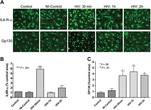 Figure 2. HBMECs express the IL-6 receptor and HIV-1 exposure increases receptor expression. Exposure of HBMECs to HIV-1 for 30 minutes significantly increased the expression of both alpha (IL6-R-α; A,B) and beta (Gp130; A,C) subunits of the IL-6 receptor, and altered endothelial cell phenotype (A). HIV-1–induced up-regulation of IL6-R-α expression was transient and decreased after 30 minutes (A,B), while HIV-induced increase in Gp130 expression was sustained for up to 2 hours (C). Control represent untreated HBMECs; NI-control consisted of HBMECs exposed for 1 hour to conditioned media from noninfected macrophages. Original magnification of images in panel A: ×200.