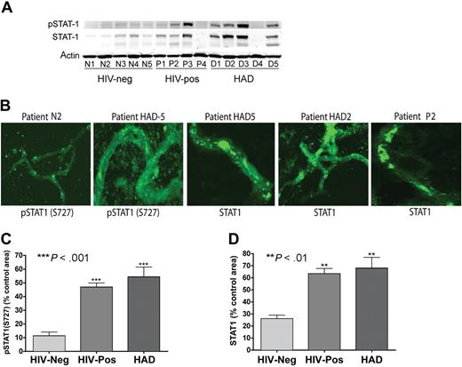 Figure 7. Increased expression and activation of STAT1 in brain MVs of HIV-1–infected humans. (A) Western blot analysis showed increased expression of STAT1 and phospho-STAT1 (S727) in brain MVs of some HIV-1–seropositive patients and patients with HAD and HIVE. No phosphorylation of STAT1 at tyrosine residues was detected. (B-D) Confocal microscopy showed increased expression of STAT1 and phospho-STAT1 (S727) in brain MVs of HIV-1–seropositive and HAD HIVE patients, compared with MVs from HIV-seronegative controls. Computer-assisted semiquantitative analyses of all MV samples showed a significant increase in phospho-STAT1 (C) and STAT1 (D) in brain MVs of both HIV + no HIVE and HAD patients. (**P < .01; ***P < .001.) Original magnification of images in panel B, ×400.