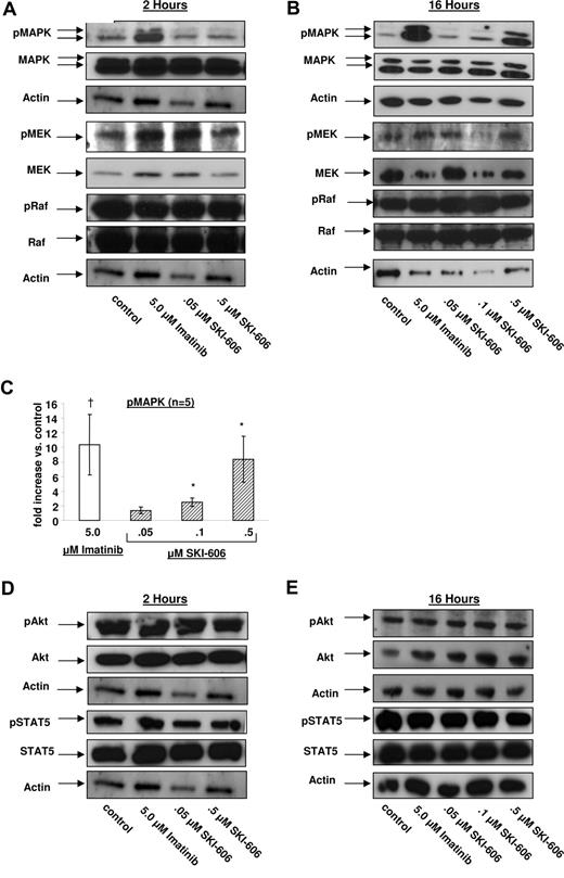 Figure 5. Effects of SKI-606 treatment on MAPK, Akt, STAT5, MEK1/2, and Raf signaling pathways in CML CD34+ cells. CML CD34+ cells were incubated with SKI-606 or imatinib for 2 hours and 16 hours as described in “Western blot analysis.” Cell lysates were prepared and Western blotting was performed as indicated in the figure. Results of Western blotting for phospho-MAPK, MAPK, phospho-MEK1/2, MEK1/2, phospho-Raf, Raf, and actin after 2 hours (A) and 16 hours (B) of SKI-606 and imatinib treatment, respectively. (C) Results of densitometric analysis of the ratio of phosphorylated MAPK to total MAPK. Results are presented as fold change after inhibitor treatment relative to untreated controls. Significant differences in phosphorylated MAPK expression levels for treated cells compared with untreated controls are indicated for imatinib (†P < .05) and SKI-606 (*P < .05). Results of Western blotting for phospho-Akt, Akt, phospho-STAT5, STAT5, and actin after 2 hours (D) and 16 hours (E) of SKI-606 and imatinib treatment, respectively. Results shown represent mean plus or minus SEM fold increase of phosphorylated protein compared with the untreated control based on replicate experiments (n = 5).