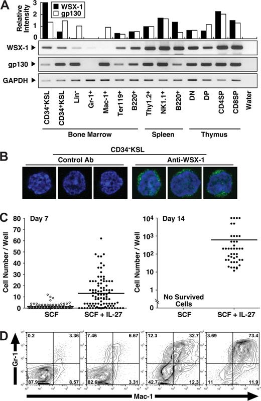 Figure 1. CD34−KSL HSCs express IL-27R subunits, gp130 and WSX-1, and IL-27 induces their proliferation in synergy with SCF. (A) Semiquantitative RT-PCR for analyzing WSX-1 and gp130 mRNA expression was carried out using cDNAs prepared from cells including mouse BM CD34−c-Kit+Sca-1+ lineage marker− HSCs (CD34−KSL), CD34+KSL progenitors, lineage marker− cells (Lin-), Gr-1+ neutrophils, Mac-1+ monocytes/macrophages, TER119+ erythroblasts, and B220+ B cells; spleen Thy-1.2+ T cells, NK1.1+ natural killer cells, and B220+ B cells; and thymic CD4−CD8− T cells (DN), CD4+CD8+ T cells (DP), CD4+CD8− T cells (CD4SP), and CD4−CD8+ T cells (CD8SP). The intensity of each band was densitometrically measured, and relative intensity was calculated after normalization by the intensity for GAPDH. (B) CD34−KSL cells were stained with anti–WSX-1 or control antibody followed by incubation with Alexa-488–conjugated antimouse IgG and DAPI. Three representative cells were shown. At least 50 cells were analyzed with a confocal microscope, and similar results were obtained. (C) CD34−KSL cells (single cell/well) were cultured in serum-free medium supplemented with 0.5% BSA and SCF (10 ng/mL) in the presence of IL-27 (10 ng/mL). At several time points, the number of cells per well was counted under an inverted microscope or standard trypan blue exclusion method. Each dot shows number of cells in individual wells. Horizontal lines are median values. (D) Individual day-14 colonies were stained with anti–Gr-1 and anti–Mac-1 and analyzed by flow cytometry. Numbers represent the percentage of cells in each area.