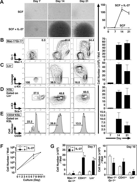 Figure 2. IL-27 enhances the differentiation of CD34−KSL HSCs. Mouse CD34−KSL cells (40 cells/well) were cultured in serum-free medium supplemented with 0.5% BSA and SCF (10 ng/mL) in the presence or absence of IL-27 (10 ng/mL) in triplicate. On days 7, 14, and 21, cell growth was monitored using a light microscopy (A left panels), and number of cells per well was counted and images were acquired under an inverted microscope (Leica DB IRBE) or standard trypan blue exclusion method (A-E right panels). Expanded cells also were stained with various combinations of antibodies and analyzed by flow cytometry (B-E left panels). Numbers represent the percentage of cells in each box or area. Data are shown as the mean (± SD). Mouse CD34−KSL cells (40 cells/well) were cultured under myeloid conditions in medium supplemented with 10% FCS, SCF (10 ng/mL), TPO (10 ng/mL), IL-3 (10 ng/mL), and EPO (1 U/mL) in the presence or absence of IL-27 (10 ng/mL) in triplicate. On days 7 and 10, number of cells per well was counted under an inverted microscope (F). Cells also were stained with various combinations of antibodies and analyzed by flow cytometry (G). Data are shown as the mean (± SD). * indicates P less than .05, compared with controls.
