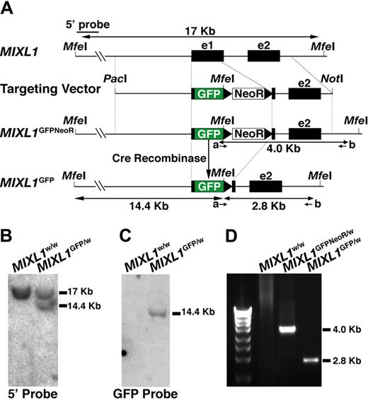 Figure 1. Targeting of GFP to the MIXL1 locus in HESCs. (A) Structure of the gene targeting vector used to insert sequences encoding GFP into exon 1 of the MIXL1 locus using homologous recombination. PacI and NotI are restriction enzyme sites used to linearize the vector before electroporation. NeoR is the PGKNeo cassette encoding G418 resistance, flanked by loxP sites (black triangles). The positions of MfeI sites used to map the structure of the modified locus are shown, as are the position of primers (a, b) used to identify correctly targeted clones. (B) Southern blot analysis of MfeI digested genomic DNA shows that a 5′ external probe detects a fragment of 17 kb representing the endogenous locus from both parental HES3 cells and HESCs with a targeted MIXL1 locus. An additional fragment of 14.4 kb is also detected in the genetically modified cells, representing the distance from the 5′ external MfeI site to the 3′ end of GFP. (C) Probing this same DNA with GFP sequences indicates that these cells contain a single copy of the GFP gene consistent with a single genetic modification at the MIXL1 locus. (D) The integrity of sequences 3′ of the GFP gene was validated using a PCR-based approach (with primers a and b) to amplify DNA representing the junction of the targeting vector with the chromosomal DNA. Sequence analysis of this fragment confirmed that the relationship between the vector DNA and adjacent chromosomal sequences were as expected (data not shown).