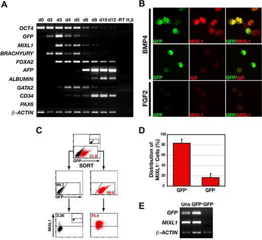 Figure 2. GFP marks MIXL1+ cells during the early stages of HESC differentiation. (A) PCR analysis indicates that GFP expression mirrors the wave of expression of endogenous MIXL1. This analysis also shows the progressive down-regulation of the stem-cell marker, OCT4, the transient expression of the primitive streak genes, MIXL1 and BRACHYURY, and activation of genes expressed in endodermal (FOXA2, AFP-alpha fetoprotein, ALBUMIN) and mesodermal (GATA2, CD34) cell types. – RT indicates − reverse transcriptase. This panel is a composite of images for individual ethidium bromide-stained agarose gels for each set of genes. (B) Immunofluorescent images of day 4 MIXL1GFP/w HESCs differentiated in SFM in the presence of either 30 ng/mL BMP4 (top and middle panels) or 100 ng/mL FGF2 (bottom panel). The bottom panel shows that MIXL1GFP/w HESCs differentiated in FGF2 expressed neither GFP nor MIXL1. (C) Sorting and reanalysis experiments examining the relationship between expression of GFP and MIXL1 protein by flow cytometric analysis. The top panel shows the profile of GFP expressing cells in day 4 MIXL1GFP/w EBs. The division between GFP+ (red) and GFP− (black) fractions was based on gates set using MIXL1w/w (HES3) control EBs (inset). The middle panel shows the reanalysis of the sorted populations with the distribution of GFP+ cells and GFP− cells indicated. Endogenous MIXL1 protein (bottom panels), as determined by intracellular flow cytometry with an anti-MIXL1 antibody, is largely restricted to GFP+ cells and excluded from the GFP− cells. The position of gates for intracellular flow cytometry were set with MIXL1GFP/w day 4 EBs differentiated in SFM containing 100 ng/mL FGF2 and stained with the anti-MIXL1 antibody (inset, bottom panel). (D) Graphic representation showing the distribution of MIXL1+ cells between the GFP+ and GFP− sorted populations from 4 separate experiments using 2 independent MIXL1GFP/w HESC lines (P < .001). Error bars represent the SEM. Calculations are shown in Table S3A-C. (E) PCR analysis of the GFP-sorted fractions from C showing both GFP and MIXL1 transcripts are essentially restricted to the GFP+ population.