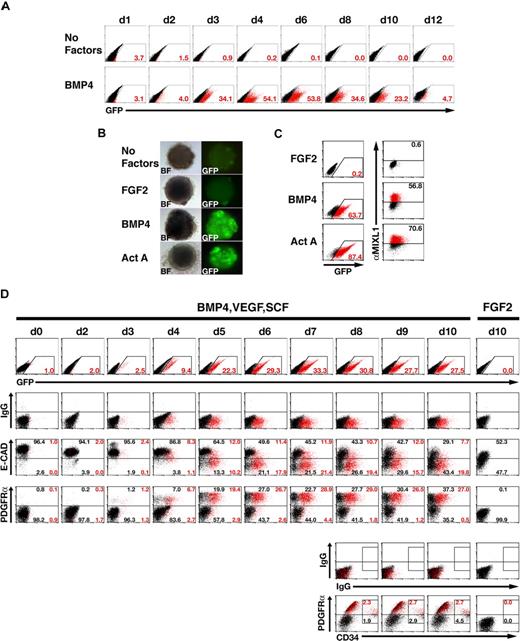Figure 3. BMP4 induces a wave of GFP expression in differentiating MIXL1GFP/w HESCs. (A) Time course of GFP expression determined by flow cytometric analysis of differentiating MIXL1GFP/w HESCs shows the transient appearance of mesendodermal progenitors in response to 50 ng/mL BMP4. Note the absence of GFP+ cells in cultures differentiated in SFM alone (top panel). The proportion of GFP+ cells for each time point is indicated. (B) GFP expression is also induced in day 5 MIXL1GFP/w EBs formed in SFM supplemented with either 100 ng/mL BMP4 or 50 ng/mL Activin A (Act A) but not with 100 ng/mL FGF2. BF indicates bright field. (C) Flow cytometric analysis substantiates the capacity of BMP4 and Activin A, but not FGF2, to induce GFP expression in MIXL1GFP/w EBs (left panels). Intracellular flow cytometric analysis of endogenous MIXL1 protein shows that GFP mirrors MIXL1 expression (right panels). (D) Time course analysis of GFP (MIXL1), E-CAD, and PDGFRα expression in MIXL1GFP/w HESCs differentiated in SFM containing BMP4, VEGF, and SCF, shows the transit of cells from undifferentiated E-CAD+GFP−PDGFRα− HESCs toward GFP+PDGFRα+ mesoderm. This latter population gives rise to CD34+ cells (bottom panel). As expected, cells differentiated in FGF2 did not express GFP or PDGFRα. Region statistics relating to each population were calculated as described in Figure S4A. GFP+ cells are shown in red in all plots. The proportion of the population expressing E-CAD or PDGFRα is shown above the line, and percentages of negative cells are shown below the line. In all instances, the proportion of cells expressing GFP is shown in red. CD34+ cells are boxed with the GFP+ and GFP− portions indicated with red and black type, respectively.