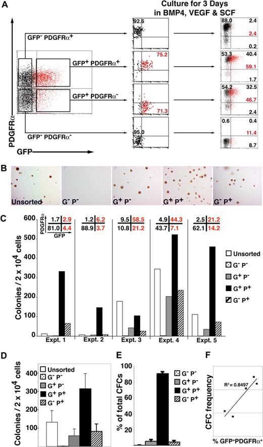 Figure 4. Hematopoietic progenitors are enriched in the MIXL1+PDGFRα+ fraction of differentiating HESCs. (A) Cell sorting and reculture experiment showing that day 4 GFP+ PDGFRα− cells give rise to GFP+PDGFRα+ cells when cultured in SFM supplemented with BVS. Some GFP+ cells can still develop from the GFP− PDGFRα− fraction, but they remained PDGFRα− at the time points examined. The fraction of MIXL1+ (red) cells is indicated, as is the proportion of cells in each quadrant (black text). (B) Low-power images of methylcellulose cultures showing that compared with the GFP+ PDGFRα+ fraction, approximately 5-fold fewer CFCs were present in cell populations expressing only GFP (G+P−) or PDGFRα (G−P+) (original magnification, ×12). (C) Results from 5 independent experiments (experiments 1–5) confirmed that the frequency of blast (Bl)-CFCs was highest in the GFP+(MIXL1+) PDGFRα+ fraction. The proportion of each subpopulation present at the time of sorting is shown across the top of the panel. (D) Summary of data in panel C showing that on average the GFP+ PDGFRα+ fraction contained approximately 300 Bl-CFCs/20 000 cells plated. (E) Summary of the blast colony distribution based on the data in panel C showing that approximately 90% of Bl-CFCs are present in the GFP+ PDGFRα+ fraction. (F) Graph showing that the frequency Bl-CFCs at day 4 correlates with proportion of cells that are GFP+ PDGFRα+. Error bars represent SEM. G−P−, GFP− PDGFRα−; G+P−, GFP+PDGFRα−; G+P+, GFP+ PDGFRα+; G−P+, GFP− PDGFRα+.