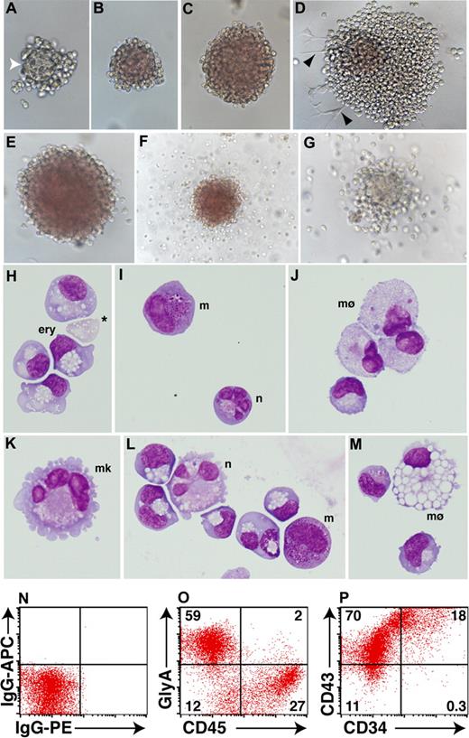Figure 5. Blast colonies derived from day EBs contain primitive erythroid and myeloid cells. (A-D) After 8 days of methylcellulose culture, day 4 MIXl1+PDGFRα+ cells gave rise to hematopoietic colonies representing different stages of blast colony maturation. (A) Early stage colonies often contained a dense central core (white arrowhead) with a morphology distinct from the surrounding hematopoietic cells. (B,C) In more mature colonies, this feature was lost as cells within the colony underwent hemoglobinization. (D) Some colonies also contained adherent cells (black arrowheads). (E-G) Colonies arising from the day 4 MIXL1+PDGFRα+ fraction after 11 days of methylcellulose culture displayed phenotypes indicative of erythroid, myeloid, and bipotential progenitors. (H-M) Cytocentrifuge preparations of day 4 colonies after 13 days of methylcellulose confirmed the presence of nucleated primitive erythroid and myeloid cells. Enucleated erythroid cells were also observed (* in panel H) as well as cells with the morphologic appearance of neutrophils (n), megakaryocytes (mk), macrophages (mø), and mast cells (m). Panels K-M are derived from a cytocentrifuge preparation of a single erythroid colony similar to that shown in E. (N-P) Flow cytometric analysis of 15-day methylcellulose cultures showing that the majority of cells express the erythroid marker glycophorin A (GLYA) or CD45. Approximately 90% of cells also express the pan-hematopoietic marker CD43 and, of these, approximately 20% also express CD34.