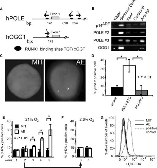 Figure 1. AE associates with the POLE and OGG1 promoters and promotes DNA damage accumulation. (A) Graphic of the 5′ regulatory regions of the OGG1 and POLE genes. Black ovals represent RUNX1-binding sites; arrows indicate orientation. Numbers represent distance between the indicated regions, in base pairs. (B) RUNX1-binding sites were amplified by PCR after chromatin immunoprecipitation. The RUNX1 site present in the p14ARF promoter was used as a positive control. Water was used as a negative control. One percent of lysate input used for immunoprecipitation (IP) is amplified as an additional control. Control IP has no Ab and specific IP was with anti-HA Ab (AE contains the HA epitope). (C) MIT and AE cells were stained for the DNA damage marker γH2A.X; nuclei are stained with DAPI. (D) Cells positive for γH2A.X were scored in 4 control, 4 AE, and 3 MLL-AF9 cultures. (E) Percentage of cells with DNA damage in 3 pairs of AE and control MIT cultures during the first 5 weeks after transduction. (F) Cells from samples in panel E were cultured under 2.6% oxygen starting at week 2 after transduction. Percentage of cells positive for γH2A.X was scored at weeks 3 and 5 after transduction. Error bars represent SD. (G) Amount of reactive oxygen species was measured by flow cytometry in AE and MIT cultures stained with H2DCFDA probe. MIT cells treated with 300 μM H2O2 for 20 minutes were used as a positive control. The staining was repeated multiple times with no consistent difference between the 2 cultures.