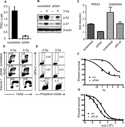 Figure 4. Knock-down of p53 in AE cells increases resistance to DNA damage and interferes with the G1 checkpoint. (A) RQ-PCR analysis shows decreased TP53 gene expression in AE cells expressing shRNA targeting p53 (AE-p53sh) compared with AE cells expressing scrambled sequence (AE-scrambled). (B) Western blot analysis shows reduction of total p53 and p21 proteins and decreased level of induction after irradiation in AE-p53sh compared with AE-scrambled cells. Cells were irradiated (5 Gy) and samples were analyzed after 5 hours. (C) The AE-p53sh cells have reduced induction of p53 target genes after irradiation. Bars represent a ratio of the target gene expression in irradiated to nonirradiated samples. (D) BrdU incorporation demonstrates a faulty G1 checkpoint in AE-p53sh compared with AE-scrambled and as well as in Kasumi-1 cells after irradiation. (E) Staining for early mitotic antigens using MPM-2 antibodies demonstrates intact initiation of the G2 checkpoint in all cultures. (F,G) The p53 knockdown increases resistance of AE cells to ionizing radiation and to AraC. Proliferation assays were performed at 72 hours after irradiation or after 72 hours of incubation with AraC. Experiments were repeated at least twice with similar results. Error bars represent SD, and numbers on plots are percentages of total cells.