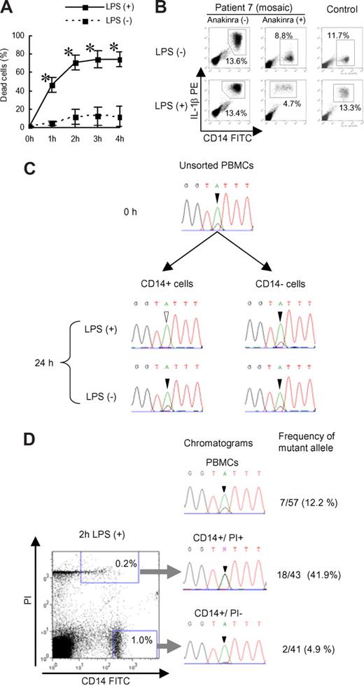 Figure 4. Selective elimination of mutated monocytes from mutation-positive and mosaic patients. (A) Trypan blue exclusion assay of purified monocytes. Purified monocytes were incubated with or without cLPS (10 ng/mL) and dead cells were counted. Values represent the means (± SD) of 3 mutation-positive patients. *P less than .01 compared with LPS (-) counterparts. (B) Representative intracellular IL-1β staining of PBMCs from patient 7 or healthy controls after incubation with or without cLPS (10 ng/mL) for 24 hours. Numbers in each rectangle are the percentages of total cells. (C) PBMCs from patient 7 were cultured with or without cLPS (10 ng/mL) for 24 hours. CD14-positive and -negative cells were sorted, and DNA was extracted and sequenced for analysis of CIAS1. Chromatograms of the CIAS1 gene at nucleotide position 1709 (black or white arrowhead) from each population of cells are shown. Note that the overlapping “G” peak (black arrowhead) disappeared from LPS-treated CD14-positive cells. The data are representative of 3 independent experiments. (D) CIAS1-mutated monocytes from a mosaic patient were enriched in the dying cell population. Left panel: flow cytometry data of PBMCs from patient 7 stimulated with cLPS for 2 hours. Right panel: chromatograms of the CIAS1 gene at position 1709 (arrowhead), and frequency of the mutant allele as determined by subcloning from each population. The data are representative of 3 independent experiments.