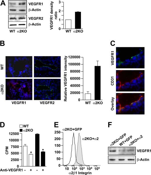 Figure 4. VEGFR1 but not VEGFR2 expression is up-regulated on α2-null endothelial cells in vitro and in vivo. (A) The levels of VEGFR1 and VEGFR2 expression by primary pulmonary microvascular endothelial cells were evaluated by immunoblot analysis. β-actin was used as loading control. Representative images are shown. Quantitative data are presented as the mean plus or minus SEM (4 immunoblots per genotype pair from 4 endothelial cell preparations; P < .001, statistical analysis by t test). (B) Immunofluorescence analysis of VEGFR1 (red) or VEGFR2 (green) expression on tumor endothelial cells in B16F10 melanoma. Nuclei were stained with DAPI (blue; 20×/0.75 NA objective). VEGFR1 intensity was quantitated and the data presented as mean plus or minus SEM (5 tumors per genotype repeated in 2 separate experiments; *P < .001). (C) Immunofluorescence analysis colocalized CD31 (red) and VEGFR1 (green) on endothelial cells in the tumors of the α2-null mouse (20×/0.75 NA objective). (D) Inhibition of VEGFR1 reduced endothelial cell proliferation in vitro. Proliferation of primary pulmonary microvascular endothelial cells from wild-type and α2-null animals was inhibited by anti-VEGFR1–neutralizing antibodies (10 μg/mL), as designated. Absolute counts per minute (cpm) incorporated after 72 hours is shown. Bars and errors indicate the mean and SEM (3 experiments were performed in quadruplicate; *P < .01 for both wild-type and α2-null endothelial cells). (E) Rescue of α2-null endothelial cells in vitro. Primary α2-null endothelial cells were transfected with lentiviral vectors expressing either the full-length human α2 integrin subunit cDNA or GFP-control vector. Endothelial cell expression of the human α2 integrin subunit was analyzed by flow cytometric analysis using PE-conjugated antihuman α2 integrin subunit antibody. Histograms show the expression of the α2β1 integrin by cells transfected with the α2 integrin subunit cDNA, but not by control transfectants. (F) Re-expression of human α2β1 integrin resulted in decreased expression of VEGFR1 to levels similar to wild-type endothelial cells. Expression of VEGFR1 by α2-null primary pulmonary endothelial cells transfected with the α2 integrin cDNA was compared with α2-null or wild-type primary pulmonary endothelial cells transfected with GFP by immunoblot analysis.