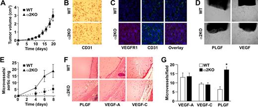Figure 5. α2β1 integrin–deficient tumor angiogenesis is PLGF dependent. (A) Tumor volume of LLC cells injected into α2-null mice (KO) and their wild-type (WT) littermates as a function of time. The data are presented as the mean plus or minus SEM with 5 animals of each genotype (P = .99, statistical analysis by ANOVA). (B) Immunohistochemical analysis of CD31+ vessels in LLC tumor sections. No difference in vascularity was observed (scale bar = 50 μm; 20×/0.75 NA objective). (C) Immunofluorescence analysis of VEGFR1 (red) expression on tumor endothelial cells in LLC tumors from wild-type and α2-null mice. Nuclei were stained with DAPI (blue; 20×/0.75 NA objective). (D) Light microscopic images of representative wild-type and α2-null aortic ring microvessels embedded in growth factor–reduced Matrigel supplemented with either PLGF or VEGF (10×/0.75 NA objective). (E) Quantitation of the number of vascular sprouts in the presence of PLGF. PLGF stimulated a significantly increased number of sprouts from the α2-null, but not wild-type aortic rings. Fifteen aortic rings of each genotype are included in the analysis (P = .002, statistical analysis by ANOVA). (F) Light microscopic images of neoangiogenesis in growth factor–reduced Matrigel supplemented with either PLGF, VEGF-A, or VEGF-C after 8 days (20×/0.75 NA objective). (G) Quantitation of the number of microvessels infiltrating into the Matrigel plug in response to either PLGF, VEGF-A, or VEGF-C (3 animals of each genotype and each experimental condition; *P < .001, statistical analysis by t test).