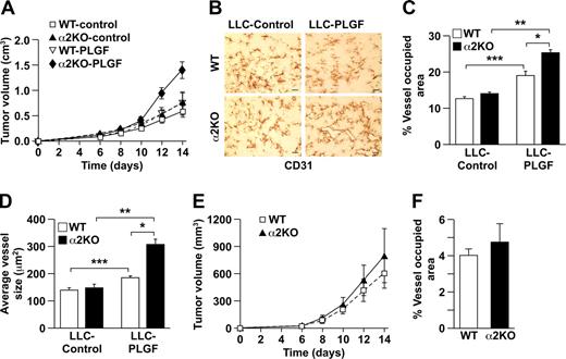 Figure 6. Augmented angiogenesis in the α2β1 integrin–deficient animals is mediated by PLGF. (A) Tumor growth of LLC-PLGF or vector-only (control) transfectants in α2-null mice (KO) and their wild-type (WT) littermates as a function of time over 14 days. Tumors expressing PLGF grew significantly faster in α2-null mice than in wild-type mice. The data are presented as the mean plus or minus SEM with 5 animals of each genotype (P = .007, statistical analysis by ANOVA). (B) Immunohistochemical analysis with anti-CD31 staining of LLC-control and LLC-PLGF tumor sections in wild-type (WT) and α2-null (KO) animals showed an increased vascular area and increased size of the LLC-PLGF tumor vessels in α2-null mice (scale bar = 50 μm; 20×/0.75 NA objective). (C, D) In both wild-type and α2-null mice, LLC-PLGF–stimulated tumor vessels occupied a greater percentage of tumor area (***P = .002 for WT and **P < .001 for KO) and were larger (***P = .006 for WT and **P < .001 for KO) than LLC-stimulated vessels. Total area of CD31+ vessels as a percentage of total tumor area (*P = .003) and average vessel size (*P < .001) were increased in α2-deficient hosts bearing LLC-expressing PLGF tumors in comparison to wild-type hosts bearing LLC-expressing PLGF tumors. Data are presented as the mean plus or minus SEM (5 animals for each tumor/genotype combination). (E) Tumor growth of B16 melanoma-shPLGF or GFP-only (control) cells in wild-type (WT) and α2-null (KO) animals as a function of time over 14 days. The data are presented as the mean plus or minus SEM with 5 animals of each genotype (P = .91, statistical analysis by ANOVA). (F) In both wild-type and α2-null mice, B16 melanoma-shPLGF–stimulated tumor vessels occupied a similar percentage of tumor area in wild-type and α2-null mice. Data are presented as the mean plus or minus SEM (5 animals for each tumor/genotype combination; P = .521).