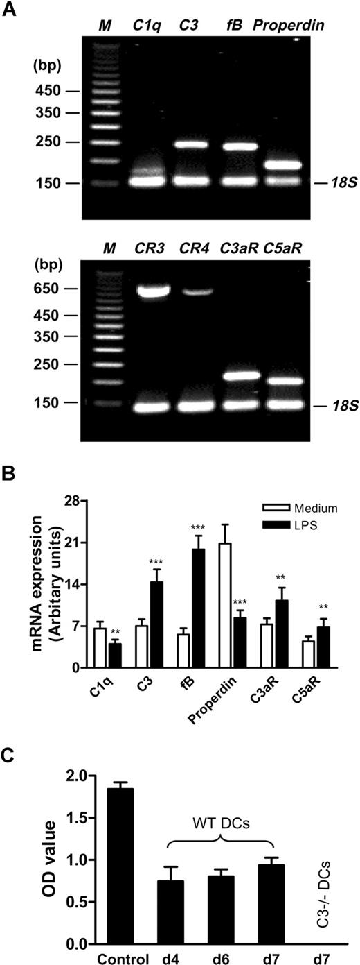 Figure 1. BM DCs express a range of complement components, regulators, and receptors and C3a is generated locally. BM DCs were prepared from WT C57BL/6 mice. (A) Conventional RT-PCR was performed in DCs with 24-hour LPS stimulation. The typical agarose gels show the PCR products for C1q, C3, fB, properdin, and 18S (internal control, upper gel), and CR3, CR4, C3aR, C5aR, and 18S (lower gel). The 50-bp DNA markers (M) are shown along side the gels. (B) qPCR was performed in DCs with or without 24-hour LPS stimulation. (C) Detection of C3a in the supernatants from different stages (days 4, 6, and 7) of WT DC culture by ELISA. Activated mouse serum (1 of 10 000 dilution) was used as C3a positive control, and the supernatant from C3−/− DC culture at day 7 was used as a negative control. All results are representative of at least 3 independent experiments. Data in panels B and C are means plus or minus SEM (n = 9). Data were analyzed by Student t test. P values are for comparisons between no LPS and LPS treatment (**P < .001; ***P < .0001).