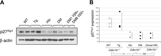 Figure 5. Clonal preleukemic cells expressed p27Kip1. p27Kip1 expression was determined by Western blotting and normalized to β-actin expression. (A) Western blot of purified polyclonal CD8+ T cells of 2 mice of each genotype, and of 2 clonal preleukemic CD8m T cells from 2 DM mice at 14 months, sorted based on their Vβ expression (DM1 and DM8). DM indicates Cdkn1b+/−/MTCP1TG; Tg, MTCP1 transgenics; Htz, Cdkn1+/−; and WT, wild type. (B) Relative p27Kip1 expression normalized to β-actin expression, and to mean expression of wild-type animals. Three mice of each genotype and the 2 sorted clonal populations were analyzed. Results obtained from polyclonal populations were pooled according to the Cdkn1b status. Significance of between-group analyses (brackets) determined by Student t test is indicated as follows: NS, nonsignificant difference; *P = .02; **P = .002.
