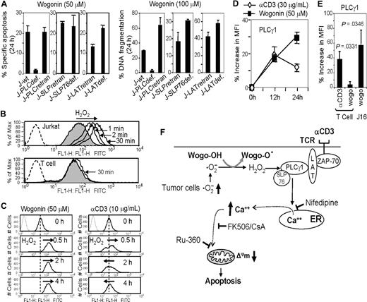 Figure 4. PLCγ1 is required for Wogonin-induced apoptosis in malignant T cells. (A) PLCγ1def Jurkat cells are resistant to Wogonin-induced apoptosis. Jurkat deficient either in PLCγ1 (J- PLCγ1def), SLP76 (J-SLP76def), or LAT (J-LATdef) together with the retransfected J-PLCγ1retran, J-SLP76retran, and J-LATretran cells were subjected to Wogonin treatment. Apoptotic cells were determined by either a decrease in fetal calf serum/SSC (left panel) or DNA fragmentation (right panel). Results are representative of 3 or 4 independent experiments. Error bars represent SD. (B) Wogonin generates rapid and strong H2O2 signals in malignant T cells. Jurkat and normal (day 6) T cells were treated with Wogonin (50 μM) for the indicated times. The H2O2 products were monitored by oxidation-sensitive fluorescent dye by FACS. (C) Wogonin generates long-lasting H2O2 signals compared with αCD3 stimulation. Jurkat cells were stimulated with either Wogonin (50 μM) or αCD3 (coated at 30 μg/mL) for the different times as indicated. The H2O2 products were monitored by FACS. (D) Wogonin induces phosphorylation of PLCγ1. Jurkat cells were stimulated with either αCD3 (coated at 30μg/mL) or Wogonin (50 μM) for indicated times. The expression levels of activated PLCγ1 were analyzed by FACS with antiphospho-PLCγ1 antibodies. (E) Wogonin induces stronger activation of PLCγ1 in malignant than in normal T cells (P = .035, n = 4). Jurkat and normal T cells isolated from peripheral blood of healthy donors were treated with Wogonin (50 μM) for 24 hours. In parallel, T cells activated by αCD3 for 24 hours were used as a positive control to demonstrate that the T cells used were capable to express activated PLCγ1. The expression levels of phosphor-PLCγ1 were analyzed as in panel D). Error bars represent SD. (F) Schematic summary of the discovered mechanism by which Wogonin induces malignant T cells to undergo apoptosis. Tumor cells produce ROS at elevated rates and Wogonin shows stronger and sustained generation of H2O2 in the malignant but not in normal T cells. H2O2 in turn serves as a signaling molecule to activate PLCγ1 and consequently induces Ca2+ release from intracellular stores. Cytosolic Ca2+ overload leads to disrupt the mitochondrial membrane. Nifedipine, FK-506, CsA, and Ru-360 were shown to block the Wogonin-induced apoptosis pathway at different levels.