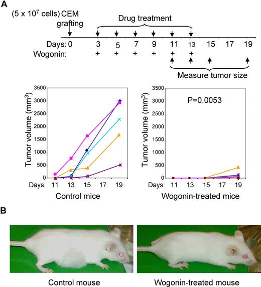 Figure 6. Effect of Wogonin on tumor growth in vivo. (A) Eleven H-2qRag−/−γc−/− mice were xenografted with 5 × 107 CEM and 3 days after grafting 6 mice were randomly chosen for Wogonin treatment (200 mg/kg) at each second day until day 13 as indicated. Tumor size was measured 11 days after grafting. Results are representative of 3 independent experiments. (B) Examples of an untreated and a Wogonin-treated mouse at day 15.