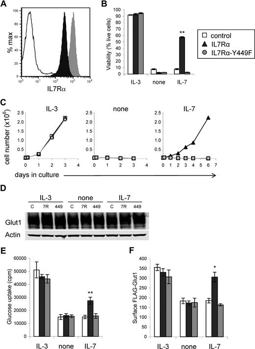 Figure 2. Expression of IL-7Rα, but not IL-7Rα–Y449F, allows IL-7 to support cell survival, growth, glucose uptake, and surface Glut1 in cytokine-dependent cells. FL5.12 cells were transduced with control, wild-type IL-7Rα, or IL-7Rα–Y449F expression plasmids and stable clones were isolated for analysis. (A) Surface IL-7Rα levels were determined by flow cytometry. (B-E) Control, IL-7Rα–, and IL-7Rα-Y449F–expressing cells were washed and cultured in IL-3, no cytokine (none), or IL-7, and observed for (B) cell viability after one day, (C) cell growth over time, (D) Glut1 protein levels, and (E) glucose uptake after 8 hours. (F) Regulation of surface Glut1 trafficking was determined by transfecting control, IL-7Rα–, and IL-7Rα-Y449F–expressing cells with exofacially FLAG-tagged Glut1 (FLAG-Glut1). Cells were washed and cultured in IL-3, no cytokine (none), or IL-7 for 8 hours and surface FLAG-Glut1 was determined by flow cytometry. Values represent means plus or minus SEM of triplicate samples. By Student t test, *P < .02, **P < .001.