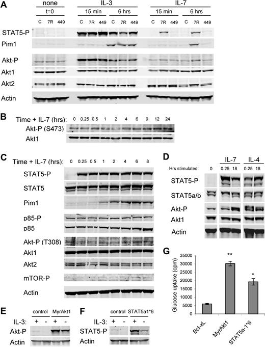 Figure 3. IL-7 leads to rapid STAT5 activation yet delayed and sustained Akt activation, both of which promote glucose uptake. (A) Control (C), IL-7Rα (7R)–, and IL-7Rα-Y449F (449)–expressing FL5.12 cells were washed and cultured without cytokine (t = 0) and then stimulated with IL-3 or IL-7 for 15 minutes or 6 hours. Cell lysates were analyzed by immunoblot for phospho-STAT5 (Y694), Pim1, phospho-Akt (S473), Akt1, Akt2, and Actin. (B, C) IL-7Rα cells were washed and cultured without cytokine for 6 hours, then stimulated with IL-7 for 15 minutes to 24 hours. Cell lysates were analyzed by immunoblot for (B) phospho-Akt (S473) and Akt1 and (C) phospho-STAT5 (Y694), STAT5, Pim1, phospho-p85 (Y458), p85α, phospho-Akt (T308), Akt1, Akt2, phosho-mTOR (S2448), and Actin. (D) Purified primary T cells were analyzed without stimulation or after culture for 15 minutes or 18 hours with IL-7 or IL-4. Cell lysates were analyzed by immunoblot for phospho-STAT5 (Y694), total STAT5, phospho-Akt (S473), Akt1, and Actin. (E,F) FL5.12 cells were transfected with Bcl-xL as a control, MyrAkt1, or STAT5a-1*6 expression plasmids, cultured with or without IL-3 for 10 hours, and analyzed for (E) phospho-Akt and (F) phospho-STAT5 and Actin. Note that short exposures are shown to illustrate levels of phosphorylation in constitutively active proteins. (G) One day after transfection, Bcl-xL, MyrAkt1, or STAT5a-1*6 transfected cells were cultured in the absence of cytokine for 14 hours and glucose uptake was measured. Values represent means plus or minus SEM of triplicate samples within the given experiment. By Student t test, *P < .005, **P < .001. White vertical lines have been inserted to indicate repositioned gel lanes in panels D and F.