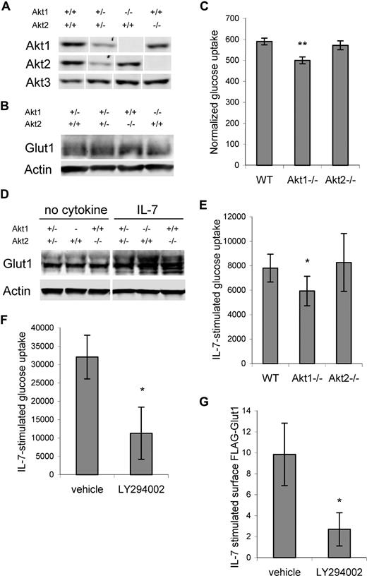 Figure 4. Akt is required for maximal IL-7–stimulated glucose uptake. (A-C) T cells were purified from control, Akt1-, and Akt2-deficient mice and analyzed for (A) Akt isoform expression, (B) Glut1 protein levels by immunoblot, and (C) glucose uptake. (D,E) Purified T cells from wild-type, Akt1-, and Akt2-deficient mice were stimulated with anti-CD3 and anti-CD28 with IL-2 for 2 days, cultured in IL-2 alone for 1 day, then washed and neglected or cultured in IL-7 for an additional day. (D) Glut1 protein levels were determined by immunoblot and (E) IL-7–stimulated glucose uptake (treated − untreated, the difference in uptake + IL-7 above uptake in untreated cells) was measured. (F) IL-7Rα–expressing FL5.12 cells that expressed Bcl-xL to maintain cell viability were washed and cultured without cytokine or with IL-7 in DMSO (vehicle) or LY294002. Glucose uptakes were measured after 14 hours and IL-7–stimulated glucose uptakes are shown. (G) FLAG-Glut1 was transfected into IL-7Rα–expressing FL5.12 cells that expressed Bcl-xL to maintain cell viability. One day after transfection, cells were washed and cultured without cytokine or with IL-7 in DMSO (vehicle) or LY294002 for an additional 14 hours and surface FLAG-Glut1 was determined. Values represent averages from 5 (C) and 4 (E) independent experiments. IL-7–stimulated glucose uptake and FLAG-Glut1 levels were determined using triplicate unstimulated and stimulated samples. Values represent means plus or minus SEM of multiple experiments (C,E) or triplicate samples within the given experiment (F,G). By Student t test, *P < .05, **P < .005. White vertical lines have been inserted to indicate repositioned gel lanes in panels A and D.