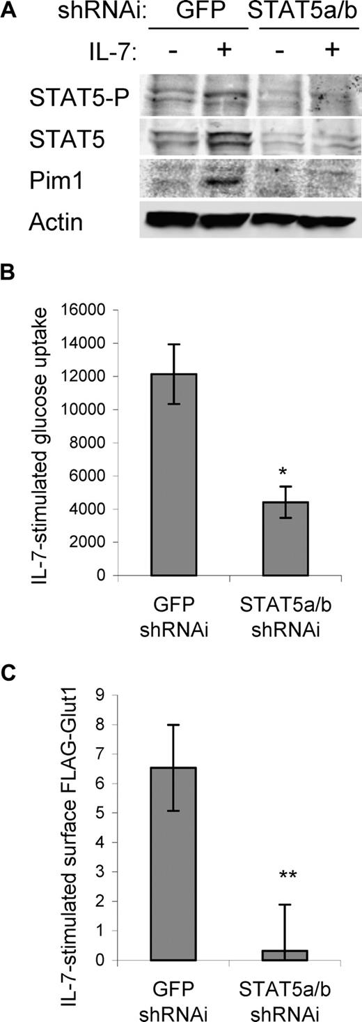 Figure 5. STAT5 is required for maximal IL-7–stimulated glucose uptake and surface Glut1 levels. IL-7Rα–expressing FL5.12 cells that expressed Bcl-xL to maintain cell viability were transfected with control (shGFP) or STAT5a/b shRNAi and cultured for 30 hours, washed, and cultured in the absence or presence of IL-7 for an additional 14 hours. (A) STAT5, phospho-STAT5 (Y694), and Pim1 were analyzed by immunoblot. (B) IL-7–stimulated glucose uptake (treated − untreated) was measured. (C) FLAG-Glut1 was cotransfected with control or STAT5a/b shRNAi and IL-7–stimulated FLAG-Glut1 level was determined by flow cytometry. Values represent means plus or minus SEM of triplicate samples within the given experiment. By Student t test, *P < .009, **P < .001.