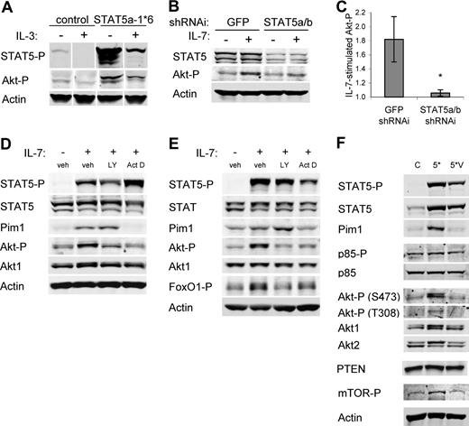 Figure 6. STAT5 regulation of Akt activation requires STAT5-activated transcription. (A) Cells were transfected with control or STAT5a-1*6 expression plasmids and cultured overnight. Cells were then washed and cultured with or without IL-3 for an additional 8 hours and cell lysates were immunoblotted for phospho-STAT5, phospho-Akt, and Actin. (B,C) IL-7Rα–expressing FL5.12 cells that expressed Bcl-xL to maintain cell viability were transfected with control (GFP) or STAT5a/b shRNAi and cultured for 30 hours, washed, and cultured in the absence or presence of IL-7 for an additional 14 hours. (B) STAT5, phospho-Akt, and Actin were observed by immunoblot. (C) Phospho-Akt/Actin ratios were quantitated from untreated and IL-7–treated samples from 4 independent experiments to determine IL-7–stimulated phospho-Akt in control and STAT5a/b shRNAi treated cells. (D) IL-7Rα–expressing FL5.12 cells were washed and cultured without cytokine for 6 hours, treated with DMSO (vehicle), LY294002, or actinomycin D for 30 minutes, and stimulated with IL-7 for 8 hours. (E) T cells were treated with DMSO (vehicle), LY294002, or actinomycin D for 30 minutes, and stimulated with IL-7 for 8 hours. (D,E) Cell lysates were analyzed by immunoblot for phospho-STAT5 (Y659), STAT5, Pim1, phospho-Akt (S473), Akt1, phospho-FoxO1/FoxO3a (T24/T32), and Actin. (F) Cells were transfected with control (C), STAT5a-1*6 (5*), or STAT5a-1*6-VVV (5*V) expression plasmids and cultured overnight. Cells were then washed and cultured in the absence of cytokine for 9 hours. Cell lysates were analyzed by immunoblot for phospho-STAT5 (Y694), STAT5, Pim1, phospho-p85 (Y458), p85α, phospho-Akt (T308), Akt1, Akt2, PTEN phospho-mTOR (S2448), and Actin. Values represent means plus or minus SEM from 4 independent experiments. By Student t test, *P < .05. White vertical lines have been inserted to indicate repositioned gel lanes in panel A.