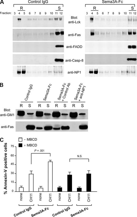 Figure 4. Sema3A stimulation induces redistribution of Fas into lipid rafts. (A) Jurkat cells (107) were treated with control IgG or Sema3A-Fc for 60 minutes and subjected to density gradient fractionation. Fractions were immunoblotted with antibodies for Lck, Fas, FADD, caspase-8, and NP1. Fractions corresponding to lipid raft (R) and soluble (S) proteins are indicated. (B) Jurkat cells were preincubated with the blocking anti-NP1 antibody or a control Ab. Then, cells were treated as in panel A. Fractions 4 (R) and 11 (S) were immunoblotted with antibodies specific for GM1 and Fas. Data in panels A and B are representative of at least 3 independent experiments. (C) Jurkat cells were stimulated with Sema3A-Fc for 60 minutes, depleted of cholesterol with 15 μg/mL MBCD for 10 minutes at 37°C, and then stimulated with CH11 for 6 hours. Cell death was determined by flow cytometry with annexin V staining. P value is shown.