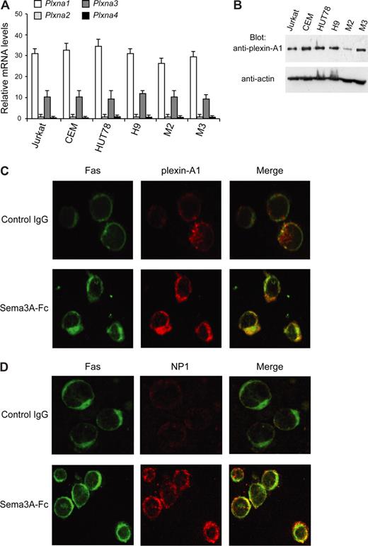 Figure 5. Plexins expression in leukemic cells. (A) Total RNA (50 ng/μL) was isolated from the indicated cells, and real-time PCR was done with primers and probes specific for plexin-A1, -A2, -A3, and -A4 or glyceraldehyde-3-phosphate dehydrogenase (GAPDH) mRNA. Plexin mRNA expression was normalized to GAPDH for each sample. (B) Total lysates (50 μg) from indicated cell lines were immunoblotted (Blot Ab) with antiplexin-A1 antibody. Expression of actin was used as loading control. (C,D) Colocalization of Fas (green) with either plexin-A1 (C) or NP1 (D) (red) in Sema3A-treated Jurkat cells in contrast to cells treated with control IgG (original magnification, ×1600).