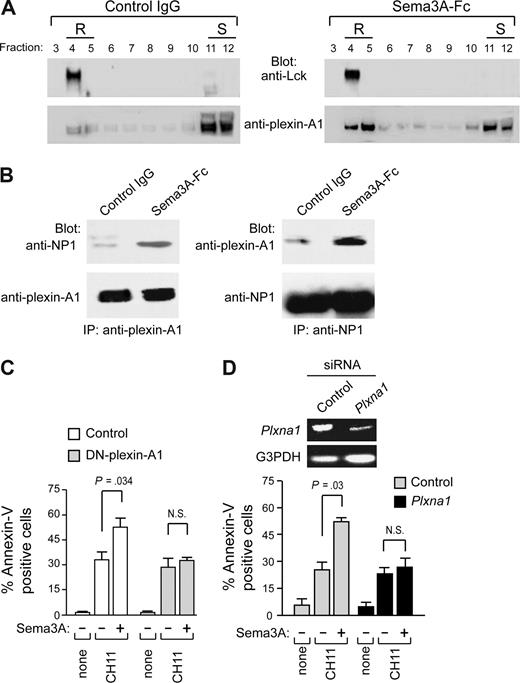 Figure 6. Involvement of Plexin in Sema3A signaling. (A) Jurkat cells were treated with control IgG or Sema3A-Fc for 60 minutes and subjected to density gradient fractionation. For anti-Lck immunoblots, 10 μg of protein was loaded per lane; and for antiplexin-A1 immunoblots, 40 μg of protein was loaded per lane. (B) Jurkat cells (107 cells per test) were treated with control IgG or Sema3A-Fc (150 ng/mL) for 5 minutes and lysates were prepared. Equivalent amounts of whole-cell lysates were either immunoprecipitated with antiplexin-A1 antibody (IP, antiplexin-A1) or anti-NP1 antibody (IP, anti-NP1). Immune complexes were then immunoblotted (Blot Ab) as indicated. Data in panels A and B are representative of 3 experiments. (C) The Jurkat cell line was engineered by lentiviral-mediated gene-transfer of a truncated form of plexin-A1, lacking its cytoplasmic domain (DN-plexin-A1). These cells or control Jurkat cells were incubated with CH11 or CH11 plus Sema3A-Fc for 6 hours. (D) In addition, Jurkat cells transfected with siRNA specific for plexin-A1 or nonsilencing siRNA were cultured with control IgG or Sema3A-Fc for 6 to 8 hours. Plexin-A1 expression in RNAi-treated Jurkat cells was determined by RT-PCR analysis. Cell death was quantified by flow cytometry with annexin V staining. P values were also shown. N.S., not significant.