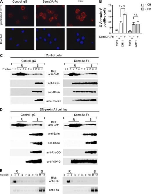 Figure 7. Plexin-mediated Sema3A stimulation induces cytoskeleton reorganization and redistribution of actin-linking proteins into lipid rafts. (A) Jurkat cells were incubated with control IgG or Sema3A-Fc (150 ng/mL) for 30 minutes. As positive control, Jurkat cells were also incubated with 50 ng/mL rhFasL. Actin morphology was visualized by staining with phalloidin-TRITC. Nuclei were stained with Hoechst 33 258 (AX10 microscope, Carl Zeiss, Oberkochen, Germany, original magnification, ×1600). (B) Jurkat cells were pretreated with 5 μg/mL cytochalasin B (CB) for 30 minutes and then incubated with anti-Fas or anti-Fas plus Sema3A-Fc for 6 hours. Cell death was quantified by flow cytometry with annexin V staining. P values were also shown. N.S., not significant. (C-E) Control or dominant negative plexin-A1 expressing cells (DN-plexin-A1) were treated with control IgG or Sema3A-Fc for 60 minutes and subjected to density gradient fractionation. (C,D) Fractions were immunoblotted with antibodies for GM1, Ezrin, RhoA, and RhoGDI. Western blots were also probed with anti-VSV-G antibody to detect the VSV-G epitope tag of plexin construct. (E) Fractions derived from DN-plexin-A1 were immunoblotted with antibodies for Lck and Fas. Lipid raft (R) and soluble (S) fractions are indicated.