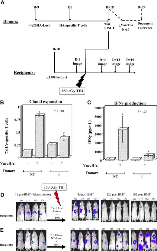 Figure 1. Antitumor immunity visualized by A20HA-Luci imaging. (A) Experimental outline. Donor mice received 2.5 × 106 CD4+-enriched HA-specific T cells with or without a tumor challenge (106 A20HA-Luci intravenously 9 days before T-cell transfer). At 18 days after T-cell transfer, donor mice were killed, and their spleens and LNs were harvested and T cell–enriched to be transferred into transplant recipients. Recipients were challenged with or without 106 A20HA-Luci intravenously 10 days prior to transplantation. Recipients underwent transplantation as described in “Methods.” A total of 3 tumor-bearing and 3 non–tumor-bearing mice were randomly removed from the donor pool and received plus or minus 107 pfu VaccHA (subcutaneously). They were killed 6 days later to assess HA-specific T-cell function. (B) Percentage of HA-specific T-cell expansion in vivo and (C) IFNγ production in response to HA peptide in vitro in these non–tumor-bearing (NT) and tumor-bearing (T) mice are shown. Data represent mean plus or minus SE. (D,E) Photon emission was used as an indication of tumor size and dissemination. Images of 4 ear-tagged mice per group at the indicated time points are shown.