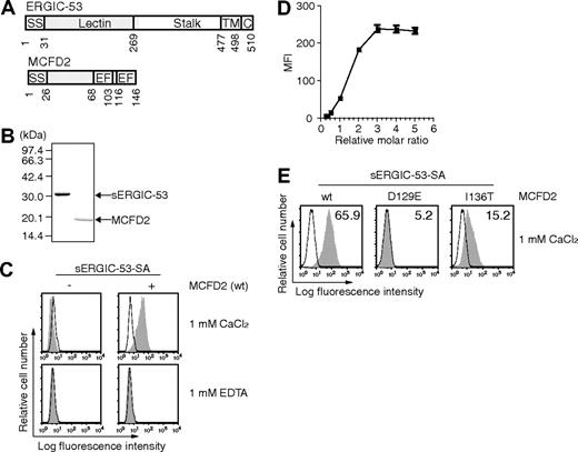 Figure 1. sERGIC-53 binds to HeLaS3 cells in a MCFD2 and CaCl2-dependent manner. (A) The domain structures of ERGIC-53 (top) and MCFD2 (bottom). SS indicates signal sequence; Lectin, lectin domain; stalk, stalk domain; TM, transmembrane domain; C, cytoplasmic domain; EF, EF-hand domain. (B) Purified recombinant sERGIC-53 and MCFD2 (shown in gray in panel A) were electrophoresed in a 12.5% polyacrylamide gel under reducing conditions and stained with Coomassie brilliant blue. Molecular weight markers are indicated on the left. (C) HeLaS3 cells were incubated with 20 μg/mL sERGIC-53-SA (left column) or sERGIC-53-SA and MCFD2 complexes at a molar ratio of 1:4 (sERGIC-53-SA-MCFD2, right column), in the presence of 1 mM CaCl2 or 1 mM EDTA, and then analyzed by flow cytometry. MFI, mean fluorescence intensity. (D) 20 μg/mL sERGIC-53-SA was mixed with MCFD2 at ratios of 1:0.25, 0.5, 0.75,1, 2, 3, 4, or 5, and then added to the cells. The binding was monitored by flow cytometry. (E) 10 μg/mL sERGIC-53-SA was preincubated with wild-type (wt) MCFD2 or the D129E and I136T mutants at a ratio of 1:4 before being added to HeLaS3 cells and subjected to flow cytometric analysis. Filled histograms indicate the cells bound to sERGIC-53-SA or sERGIC-53-SA-MCFD2. Thin lines show the background staining of PE-SA. The numbers in each panel indicate the MFI. Data are representative of 3 independent experiments with similar results.