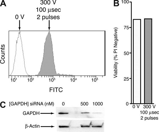 Figure 2. Optimization of electroporation in CMK cells. (A) CMK cells were incubated with a FITC-labeled siRNA molecule and left untreated or electroporated at 300 V, 100 μsec, 2 pulses. After 48 hours cells were analyzed for FITC incorporation by flow cytometry. (B) CMK cells were treated as in panel A and stained with propidium idodide. Viability as measured by PI exclusion was determined by flow cytometry on a Guava Technologies flow cytometer. (C) CMK cells were incubated with 0, 500, or 1000 nM siRNA targeting GAPDH and electroporated as in panel A. After 48 hours cell lysates were subjected to immunoblot analysis for GAPDH and β-actin.