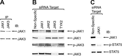 Figure 4. JAK3 signals through JAK1 in CMK cells. (A) CMK cell lysates were immunoprecipitated with antibodies specific for JAK1 or JAK3 and subjected to immunoblot analysis for JAK1 and JAK3. (B) CMK cells were incubated with siRNA targeting JAK1, JAK2, JAK3, and TYK2 and electroporated as in (1A). After 48 hours, cell lysates were analyzed by immunoblot using antibodies specific for total and phospho-JAK1 and JAK3. (C) CMK cells were incubated with siRNA targeting JAK1 and treated as in Figure 1A. After 48 hours, cell lysates were subjected to immunoblot analysis for JAK1 and total and phospho-STAT5.