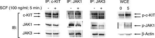 Figure 7. c-KIT signals through JAK1 and JAK3 in HMC1.1 cells. HMC1.1 cells were serum-starved overnight and stimulated with 100 ng/mL SCF for 5 minutes. Cell lysates were immunoprecipitated for c-KIT, JAK1, or JAK3. Immunoprecipitates and whole cell extract (WCE) were analyzed by immunoblot for c-KIT, total and phospho JAK1 and JAK3, and β-actin.