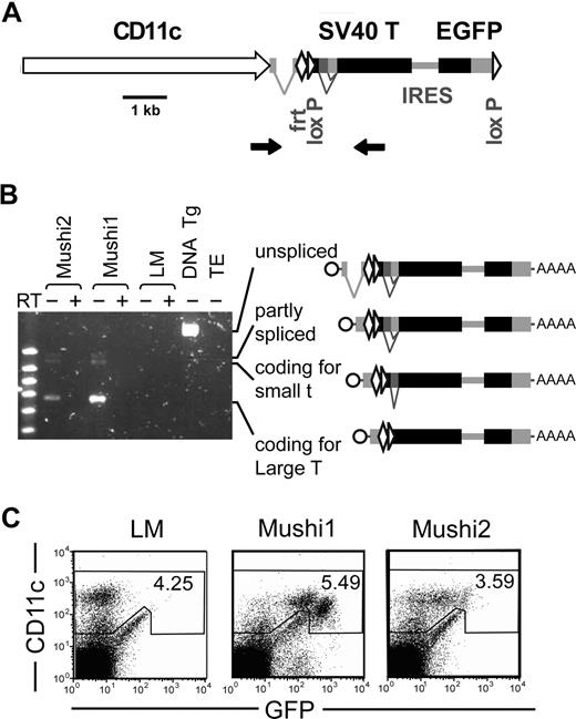 Figure 1. Generation and characterization of Mushi Tg mouse lines. (A) Schematic representation of the Tg construct. The Tg consists of the mouse CD11c promoter, the intron and the polyA addition signal from the rabbit β1 globin gene, the gene coding for SV40 T oncogenes, and a second cistron for eGFP. FRT and loxP sites were added to allow generation of single-copy Tg mice and to remove the expression cassette, respectively. Primers (arrows) flanking the introns of rabbit β1 globin and SV40 T oncogenes were used for screening and to monitor splicing of Tg transcripts. (B) Detection of Tg spliced transcripts coding for SV40 large T and small T antigens by RT-PCR (as described in A) on spleen of the independent Tg lines Mushi1 and Mushi2, littermates (LMs), control genomic Tg DNA (DNA TG), and negative control (TE). (C) FACS analysis of Tg expression. CD11c and GFP levels in spleen Tg Mushi1 and Mushi2 and non-Tg littermate (LM) cells.