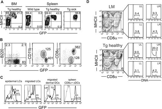 Figure 5. Preferential transformation of CD8α+ DCs is correlated with absence of Tg expression in DC precursors, increased Tg expression in CD8α+, and higher steady-state proliferation in CD8α+ DCs in Mushi1 and in WT mice. (A) Tg expression is barely detectable in bone marrow DC precursors. Bone marrow cells and CD11c+ magnetically purified splenocytes of indicated mice were analyzed for MHC-II and GFP reporter expression by FACS analysis. CD11c+ gated cells are shown. (B) Expression levels of GFP were analyzed in spleen DC subsets of healthy Mushi1 Tg mice as in panel A. For pDCs, the percentage of B220+ and/or GFP+ cells is indicated. For cDCs, the geometric mean of GFP level is shown in indicated regions of cells stained for CD11b or CD8α. (C) Expression levels of GFP were analyzed in epidermal LCs (gate: CD45+MHCIIhigh), migrated LCs (gate: CD11c+CD205brightCD8α−), and dermal DCs (gate: CD11c+CD205intCD8α−) in skin-draining LNs, and spleen CD8α+ cDCs from 3.5-month-old (Tg) and non-Tg (LM) mice. The percentage and the geometric mean (Geo) of GFP+ cells with the indicated gates are shown. (D) Spleen cells of control from Mushi1 healthy 2-month-old (Tg healthy) and non-Tg (LM) mice were purified and gated as in panel A. In the left part, the percentage of cells positive for CD8α and MHC-II expression are shown. In the right part, the gate positions are indicated. Steady-state proliferation of indicated DC subsets was determined by Hoechst staining. The percentage of S and 4N cells is indicated.