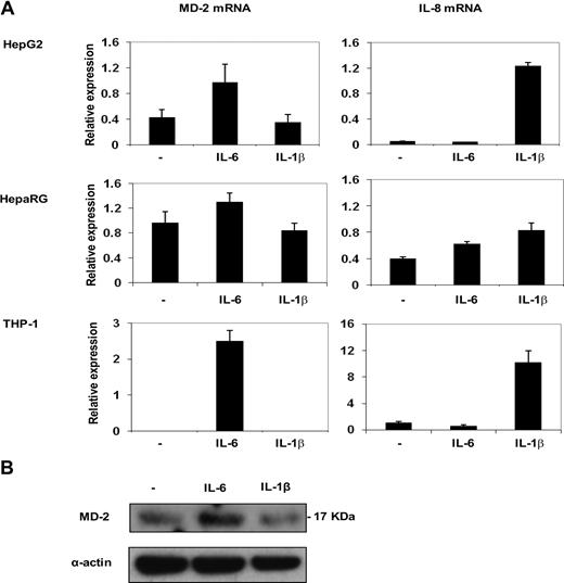 Figure 2. MD-2 expression is up-regulated by IL-6 but not IL-1β. (A) MD-2 mRNA and IL-8 mRNA levels in HepG2, HepaRG, and THP-1 cells stimulated for 6 hours with 10 ng/mL IL-6 and 1 ng/mL IL-1β. Messenger RNA levels were measured by quantitative RT-PCR. Mean plus or minus SD MD-2 mRNA levels were normalized with the expression of GAPDH mRNA and expressed as arbitrary units. This experiment was performed in triplicates and representative of 3 different experiments. (B) Western blot of MD-2 protein (17 kDa) in whole cell lysates from HepG2 cells stimulated with IL-6 and IL-1β. This experiment is representative of 3 different experiments.