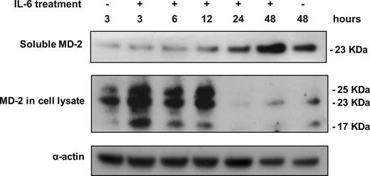 Figure 3. IL-6 up-regulates soluble MD-2 production and secretion by HepG2 cells. HepG2 cells were stimulated with IL-6 for 3, 6, 12, 24, and 48 hours. Western-blot of sMD-2 in HepG2 supernatants (23 kDa), MD-2 in HepG2 cell lysates (17, 23, 25 kDa), and α-actin as a loading control. This experiment is representative of 3 different experiments.