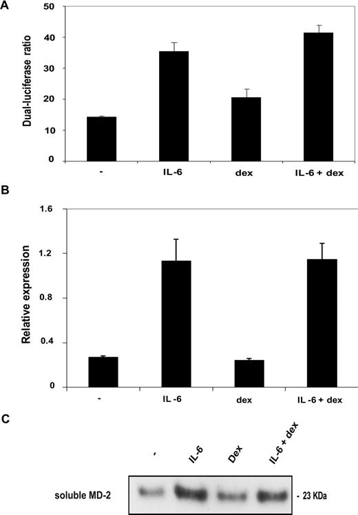 Figure 4. MD-2 expression is not regulated by dexamethasone in HepG2 cells. (A) Effect of IL-6 and dexamethasone on the expression of a luciferase reporter gene driven by the MD-2 promoter transfected in HepG2 cells. HepG2 cells transfected with an MD-2 promoter driving the firefly luciferase reporter gene were stimulated for 6 hours with IL-6 (10 ng/mL) and dexamethasone (dex, 10 μM). Firefly luciferase activity was normalized with renilla luciferase activity. Mean values plus or minus SD are shown. This experiment was performed in triplicates and is representative of 3 different experiments. (B) Effect of IL-6 and dexamethasone on the expression of MD-2 mRNA in HepG2 cells. MD-2 mRNA expression (normalized with GAPDH mRNA) was measured by quantitative RT-PCR in HepG2 cells stimulated for 6 hours with IL-6 (10 ng/mL) and dexamethasone (dex, 10 μM). Mean values plus or minus SD are shown. This experiment was performed in triplicates and is representative of 3 different experiments. (C) Effect of IL-6 and dexamethasone on the secretion of sMD-2 protein by HepG2 cells. Western blot of sMD-2 (23 kDa) in supernatant of HepG2 cells stimulated for 24 hours with IL-6 (10ng/mL) and dexamethasone (10μM). This experiment was performed in triplicates and is representative of 3 different experiments.